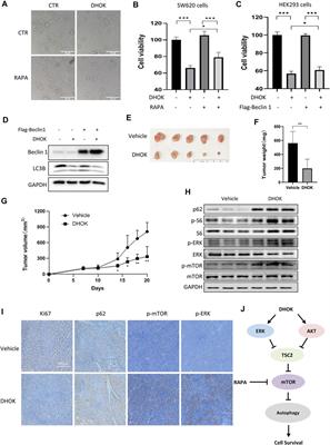 DHOK Exerts Anti-Cancer Effect Through Autophagy Inhibition in Colorectal Cancer